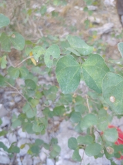 Bauhinia lunarioides
