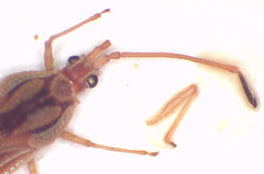 Parada taeniophora