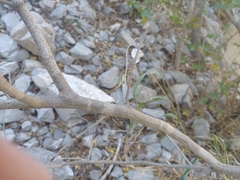 Bauhinia lunarioides