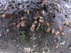 Porodisculus pendulus