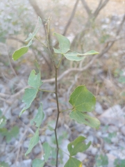 Bauhinia lunarioides