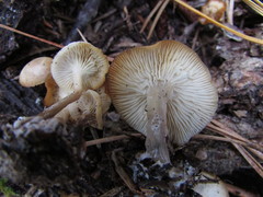 Hygrophorus