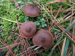 Cortinarius