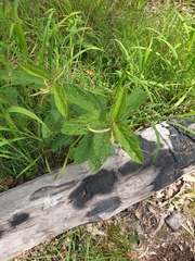 Sida hackettiana