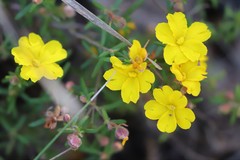 Hibbertia hypericoides hypericoides