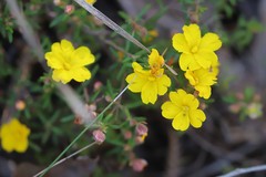 Hibbertia hypericoides hypericoides