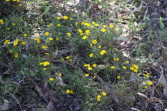 Hibbertia hypericoides hypericoides