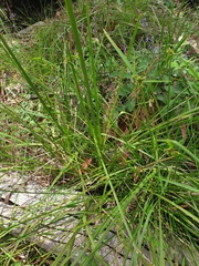 Lomandra longifolia