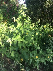 Abutilon californicum