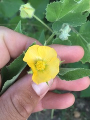 Abutilon californicum