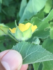 Abutilon californicum