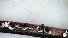 Diderma evelinae