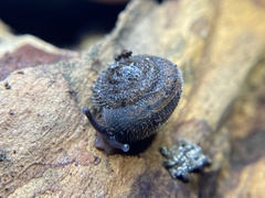 Vespericola armigera