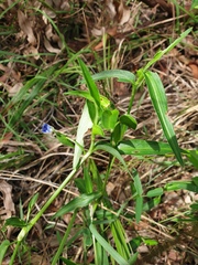 Commelina lanceolata