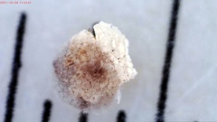 Diderma evelinae