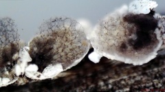 Diderma evelinae