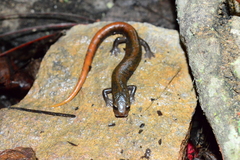 Pseudoeurycea amuzga