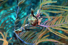 Pteria colymbus