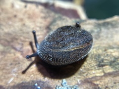 Vespericola armigera