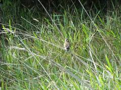 Carduelis carduelis britannica