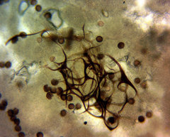 Diderma evelinae