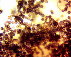 Diderma evelinae