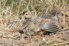 Nothoprocta perdicaria