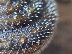 Vespericola armigera