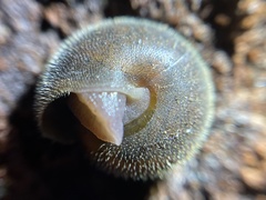 Vespericola armigera