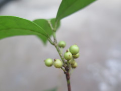 Ilex elmerrilliana