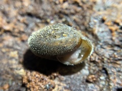 Vespericola armigera