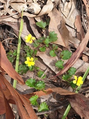 Goodenia rotundifolia