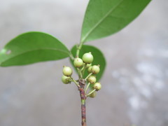 Ilex elmerrilliana