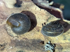 Vespericola armigera