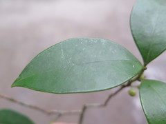 Ilex elmerrilliana