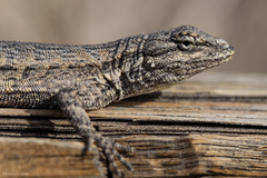 Urosaurus graciosus