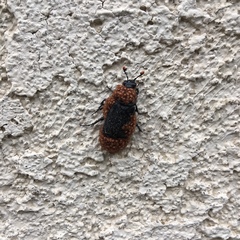 Nicrophorus nigrita