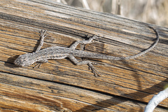 Urosaurus graciosus