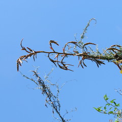 Tillandsia tovarensis