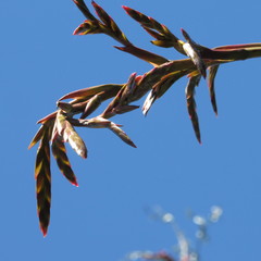 Tillandsia tovarensis
