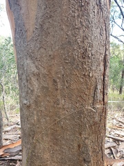 Eucalyptus propinqua