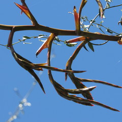 Tillandsia tovarensis