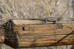 Urosaurus graciosus