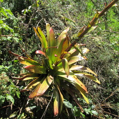 Tillandsia tovarensis