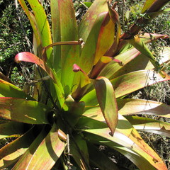 Tillandsia tovarensis