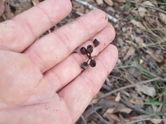 Corymbia trachyphloia