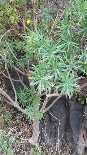 Fish-stunning Spurge