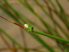 Sinopla perpunctatus