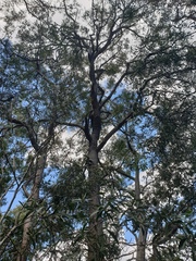 Corymbia trachyphloia