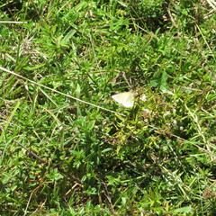 Galianthe bogotensis